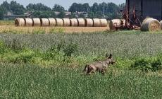 Lupo in zona Monticelli Terme vicino alle  case