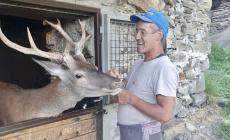 Morto Bambi, il cervo più famoso d'Italia