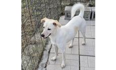  Lilly stava per entrare in un canile lager di 600 cani, dove si sarebbero perse le tracce. Salvata dall'Enpa ora cerca casa