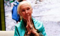 Morta a 91 anni la celebre etologa Jane Goodall. Lottò per gli scimpanzè