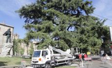 Manutenzione e cura per  il cedro e i platani di Maria Luigia in piazzale della Pace: saranno delimitati - Le foto