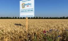 Mulino Bianco, arriva il nuovo Buongrano: piacere del gusto e attenzione per la terra
