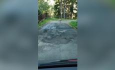 Casale di Tornolo, avvistato un lupo: &egrave; anche entrato nel giardino di  un'abitazione - Video