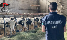 I rregolarit&agrave; in due allevamenti dell'alta Val Secchia: multe dei Nas di Parma per 13 mila euro
