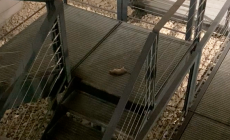 La segnalazione: "Topi morti sotto al Ponte Romano" 