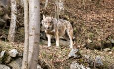 «Lupi, coesistenza  possibile: no alla propaganda  politica» 