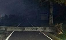Tragedia sfiorata: grosso albero caduto  sulla strada a Busseto