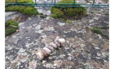 Probabili bocconi avvelenati a Berceto
