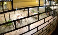 Salsomaggiore, di notte sparisce... il bidone dell'indifferenziata. Il video finisce sui social 