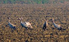 Spettacolari avvistamenti di gru cenerine lungo il Po - Foto