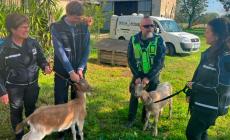 Capre in fuga a Ragazzola sulla provinciale:  inseguite e poi messe in sicurezza da vigili e operatori del servizio veterinario