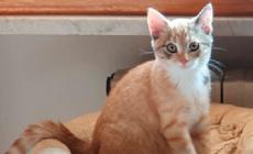 Cuccioli adorabili da amare: adottiamoli