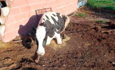 Mucca aggredita da un lupo 