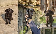 L'amore di una mamma cagnetta e la corsa contro il tempo delle volontarie: salvati cinque teneri cuccioli