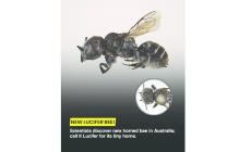Scoperta "Lucifero",  una nuova specie di ape con le corna 

