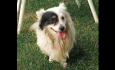 Nuova ondata di furti nella Bassa. Sparito e ritrovato pure un cagnolino