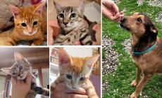 Micetti e cagnolini da adottare: guarda le loro foto