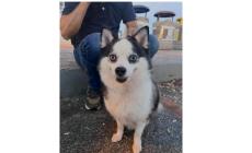 Si &egrave; smarrita a Enzano la piccola Maya