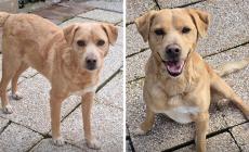 Appello urgente per Flik, buono, socievole e ha sofferto di solitudine