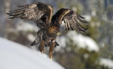 Aquila reale: nel Parmense ci sono 4 coppie e sono in ottima salute -  Foto 