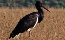 Lo spettacolo delle cicogne nere in golena di Po