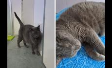 Chi vuole adottare la micia Magic?