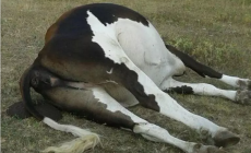 Morti 76 bovini contemporaneamente, avevano inalato il fumo di oleandri bruciati