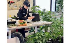 Era in prova ai servizi sociali e aveva  due serre in garage per coltivare marijuana.  Arrestato 60enne italiano
