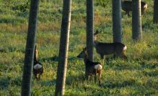 Branco di caprioli nella golena del  Po, spettacolo della natura