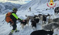37 capre disperse sul Monte Carinello: recuperate dai vigili del fuoco - Video