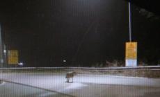 Un lupo  solitario sulla tangenziale di Busseto