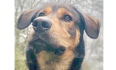 Cani e gatti in cerca di casa - Foto 