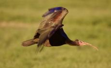 Avvistato l'ibis eremita a Roccabianca - Foto