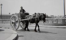 Carrettieri e vetturini, cavalli in citt&agrave;