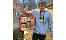 I volontari salvano un coniglio in piazzale Volta: si aggirava spaventato dai botti - Foto 