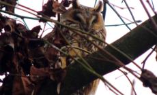 Non solo culatello... Zibello &egrave; anche il paese dei gufi
