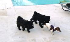 Nuovo attacco dei lupi, sbranato un cane in un giardino di Mariano