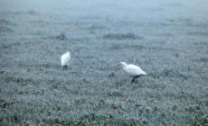 Gelo e nebbia in terra di Po - Foto
