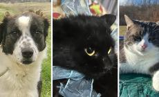 Ania, Gennarino e Ugo vi aspettano per farvi compagnia - Foto