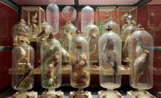 Svelato uno dei misteri parmigiani pi&ugrave; longevi e impenetrabili: gli animali in bottiglia di padre Fourcault