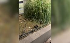 Topi nell&rsquo; &ldquo;area verde&rdquo; di Piazzale delle Barricate - Video