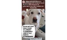 Furto in viale Piacenza, si cercano ancora gli zaini dell&rsquo;amico dei cani