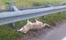 Investito un lupo lungo la tangenziale di Busseto