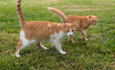 Apericena per aiutare l'oasi felina