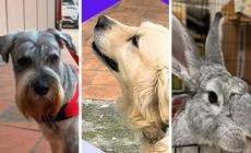 "Adottiamoli": Sebastian,  Deffy e Chloe (una coniglietta) cercano casa