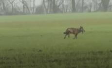 Un Lupo in giro per le campagne di Roncopascolo - Video