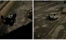 Micio perso, l'appello dell'Enpa: "Il proprietario si faccia avanti"