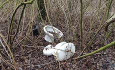 Sanitari gettati nella golena del Po a Polesine