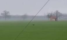 Alberi, arrivano i lupi: "Numerosi avvistamenti anche nel centro abitato" - Video