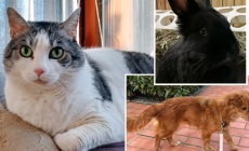 Dolci e affettuosi: Lilli, Lovy e Micca cercano casa